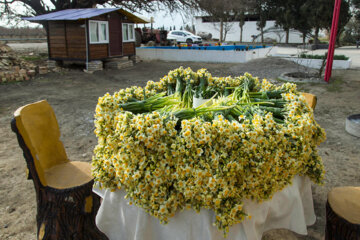 Recolección de narcisos en el norte de Irán 
