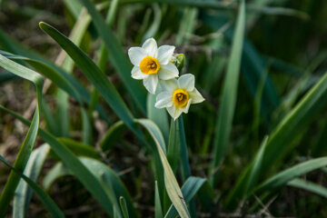 Recolección de narcisos en el norte de Irán 
