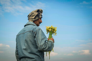 Recolección de narcisos en el norte de Irán 
