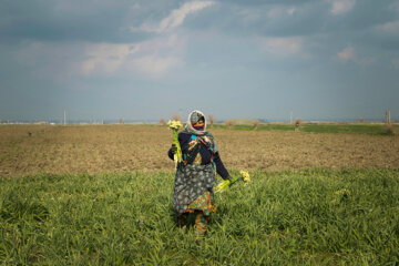 Recolección de narcisos en el norte de Irán 
