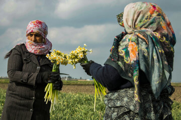 Recolección de narcisos en el norte de Irán 
