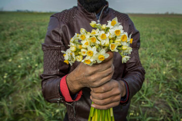 برداشت گل نرگس در آزادشهر