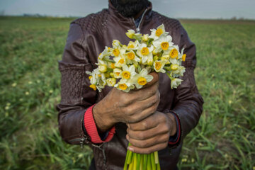 Recolección de narcisos en el norte de Irán 
