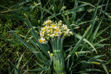 Recolección de narcisos en el norte de Irán 
