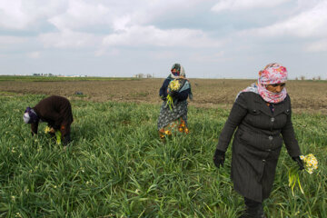 Recolección de narcisos en el norte de Irán 
