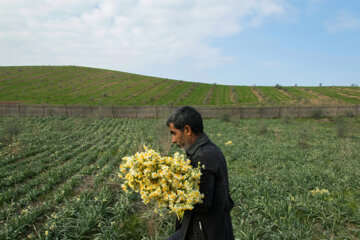 La récolte des narcisses au nord de l’Iran, une tradition unique en Iran