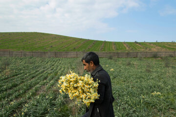 Recolección de narcisos en el norte de Irán 
