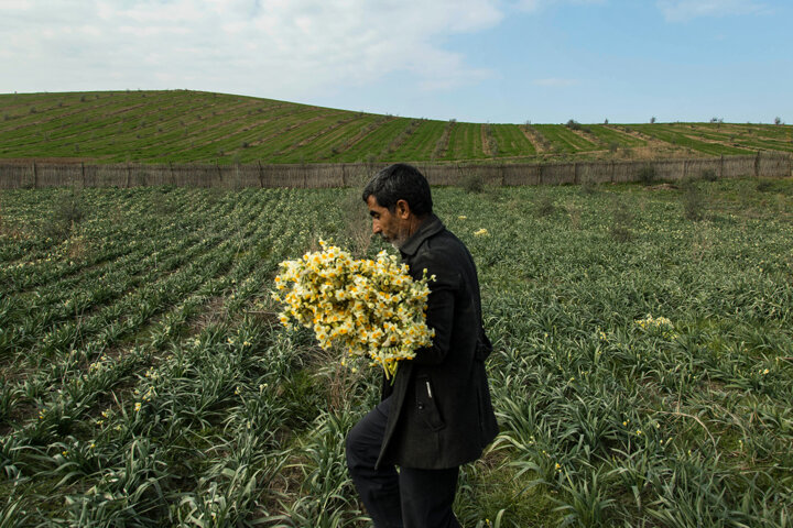 رقص نرگس کویر در هوای زمستانی