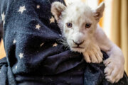 “Sana”, cachorro de león blanco africano nacido en Irán