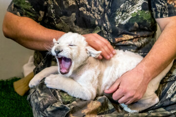 Sana, un adorable lionceau blanc qui a vu récemment le jour à Karaj en Iran 