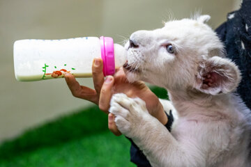 Sana, un adorable lionceau blanc qui a vu récemment le jour à Karaj en Iran 