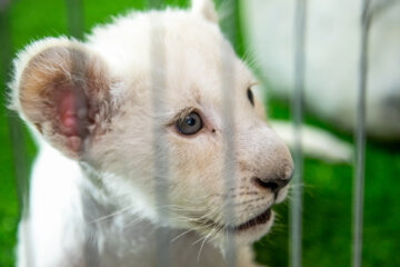 Sana, un adorable lionceau blanc qui a vu récemment le jour à Karaj en Iran 