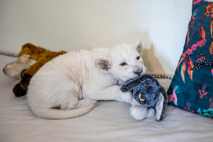 دومین مار پیتون پارک چمران کرج تخمگذاری کرد