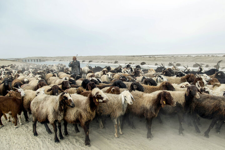 استفاده از گیاهان کم آببر، راهکار تغذیه دام در روزهای خشکسالی