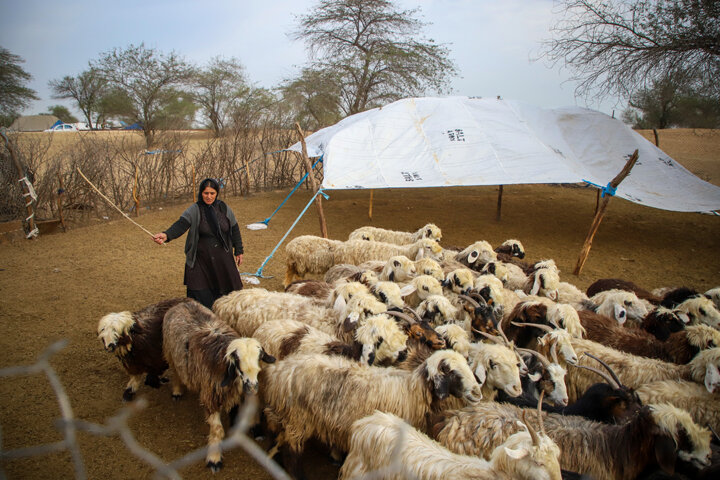 چگونه دولت به بهبود وضعیت معیشت عشایر کهگیلویه و بویراحمد کمک کرد؟