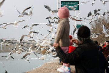 Aves migratorias llegan a Shiraz