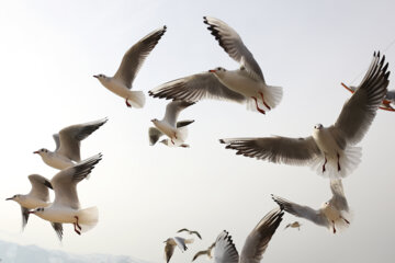 Aves migratorias llegan a Shiraz