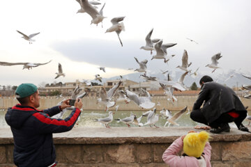 Aves migratorias llegan a Shiraz