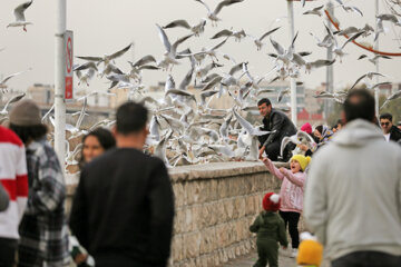 Aves migratorias llegan a Shiraz