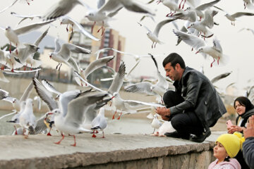 Aves migratorias llegan a Shiraz