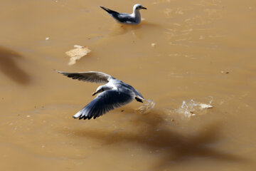 Aves migratorias llegan a Shiraz