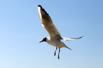 Aves migratorias llegan a Shiraz