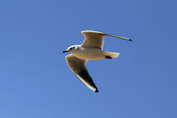 Aves migratorias llegan a Shiraz