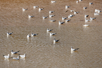 Aves migratorias llegan a Shiraz