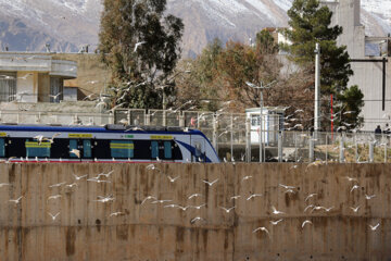 Aves migratorias llegan a Shiraz