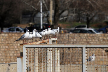 Aves migratorias llegan a Shiraz