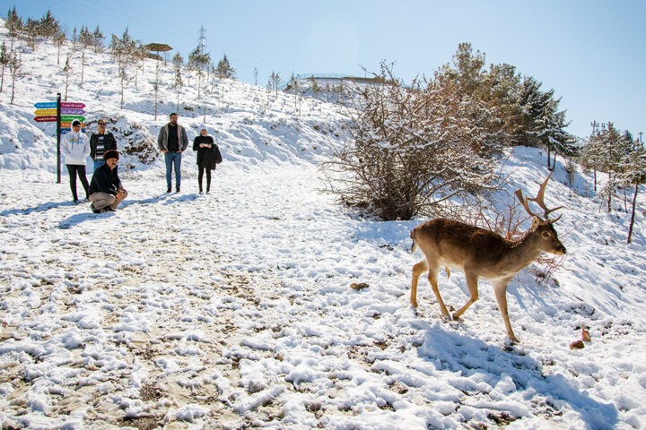 علوفهدهی به حیوانات در سرما 1 علوفهدهی به حیوانات در سرما/به کارتهای اعلامشده برای تغذیه حیاتوحش اعتماد نکنید