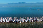 Flamingos im Osten von Mazandaran