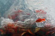 تولید ۹۰ میلیون قطعه ماهی قرمز سفره هفت‌سین