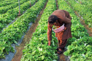 تحقق اشتغال حدود پنج هزار نفر در بخش کشاورزی سیستان و بلوچستان 