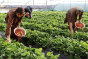 ۶۱۰ هزار تن محصولات باغی و گلخانه‌ای در سیستان و بلوچستان برداشت شد