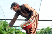 سطح گلخانه‌های سیستان و بلوچستان به ۳۸۶ هکتار افزایش یافت