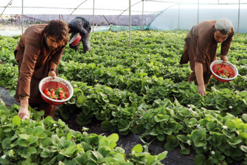 چهار هزار میلیارد ریال برای ساخت گلخانه در سیب و سوران سرمایه گذاری شد