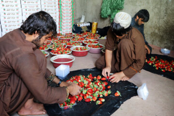 بکارگیری اتباع خارجی در مراکز تولیدی مواد غذایی و بهداشتی البرز پیگرد قانونی دارد