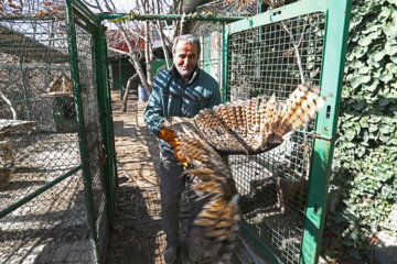 La liberación de las aves de la presa en Hamedán
