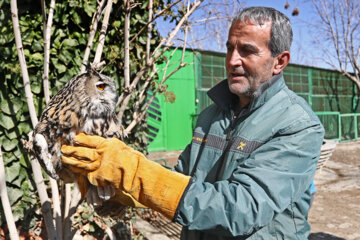 Relâchement des oiseaux de proie à Hamadān 