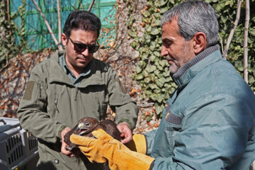 La liberación de las aves de la presa en Hamedán
