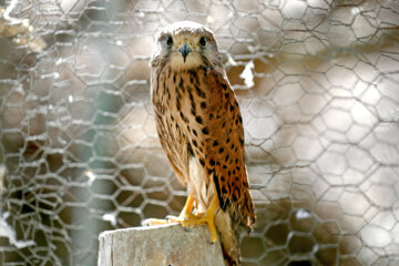 Relâchement des oiseaux de proie à Hamadān 