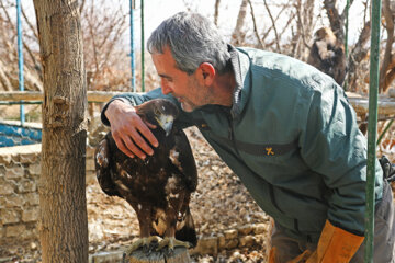 La liberación de las aves de la presa en Hamedán
