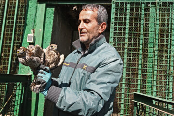 La liberación de las aves de la presa en Hamedán
