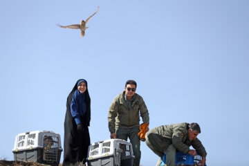 Relâchement des oiseaux de proie à Hamadān 