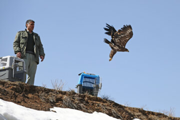 La liberación de las aves de la presa en Hamedán
