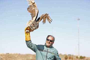 Relâchement des oiseaux de proie à Hamadān 