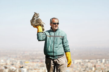 Relâchement des oiseaux de proie à Hamadān 