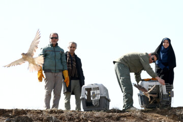 La liberación de las aves de la presa en Hamedán
