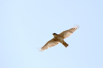 Relâchement des oiseaux de proie à Hamadān 